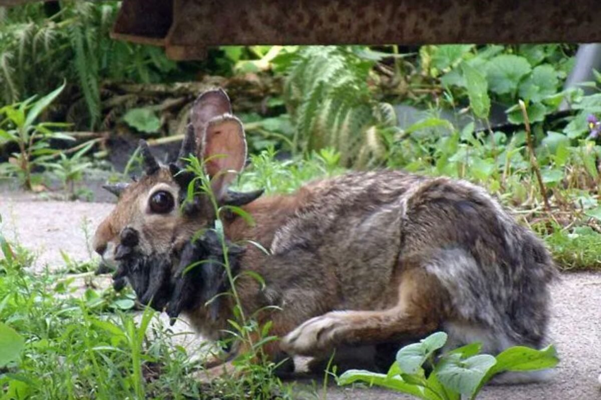 #TeExplicamos | ¿Qué es el papiloma de Shope y por qué provoca “cuernos” en los conejos de EE UU?