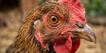 Histórico hallazgo: científicos lograron que un grupo de pollos desarrollen características de dinosaurios